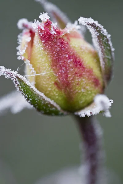 Flor Congelada Rose Macro Fotografado — Fotografia de Stock