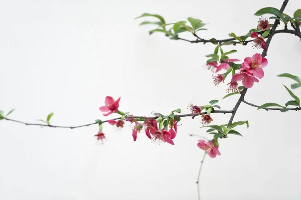 Skarlát Malus Spectabilis Virág Tavasz Kertben — Stock Fotó
