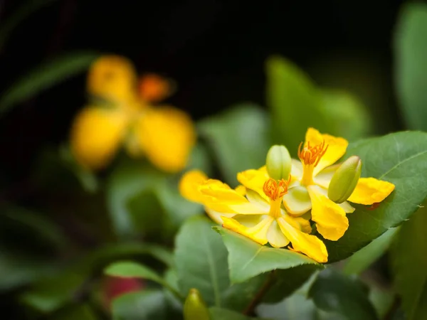 Flower Ochna Kirkii Oliv Family Ochnaceae Common Name Mickey Mouse — Stock Photo, Image