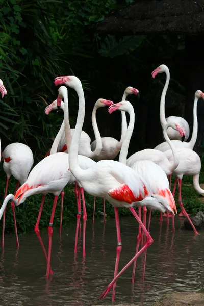 Flamingos Rosa Phoenicopterus Ruber Ruber — Fotografia de Stock