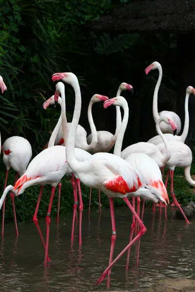 Flamencos Rosados Phoenicopterus Ruber Ruber Ruber —  Fotos de Stock