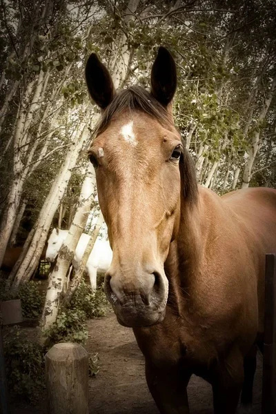 Primer Plano Caballo Marrón —  Fotos de Stock