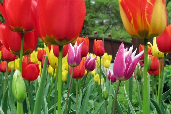 Tulipes Printanières Colorées Soleil — Photo