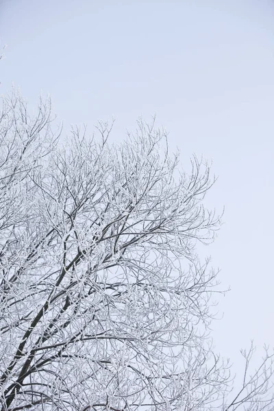 Ramas Invierno Con Espacio Copia — Foto de Stock