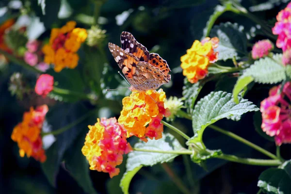 Primer Plano Mariposa Las Flores — Foto de Stock