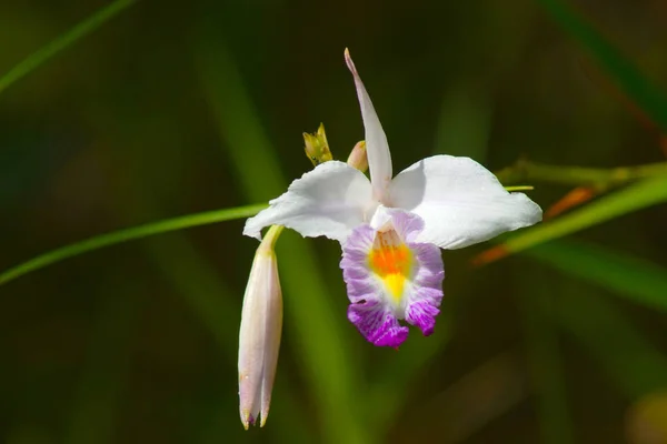 沼の蘭アルンディナ グラミニフォリア ホクル — ストック写真