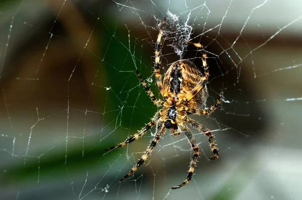 Павук Мережі — стокове фото