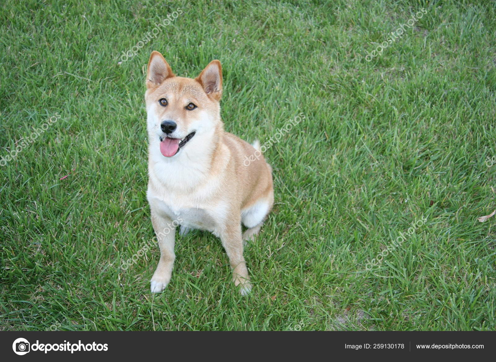 Close Cute Shiba Inu Stock Photo Image By C Yayimages