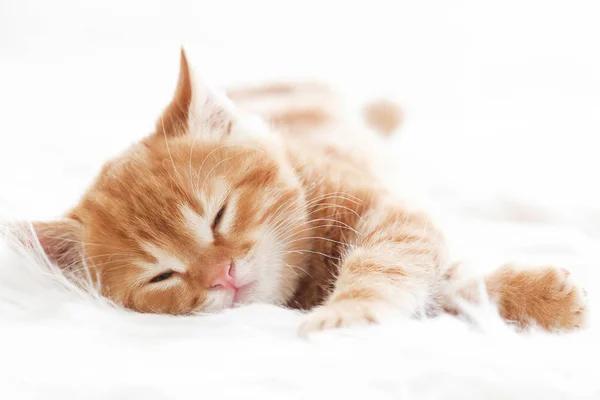 Şirin Kırmızı Kedi Yavrusu Beyaz Kürk Battaniyesinde Uyuyor — Stok fotoğraf