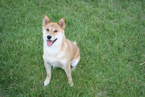 Zbliżenie Cute Shiba Inu — Zdjęcie stockowe