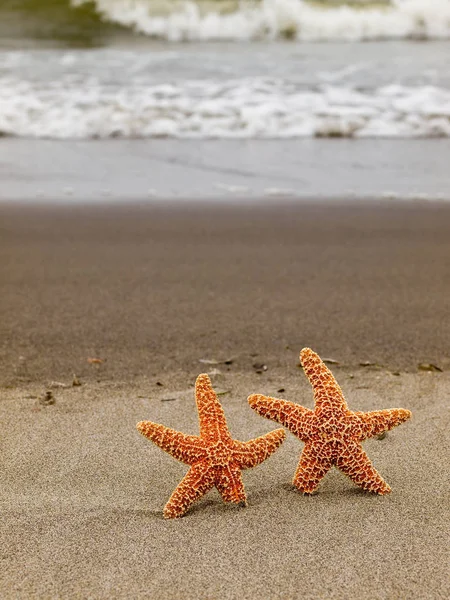 Twee Zeester Strandwal Met Golven Achtergrond — Stockfoto