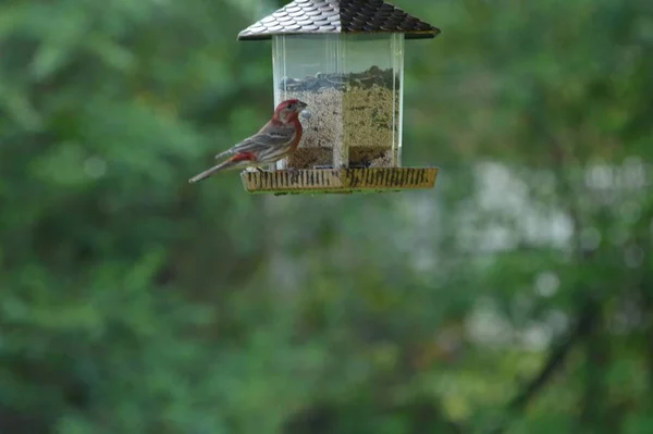 Close Bird Selective Focus — Stock Photo, Image