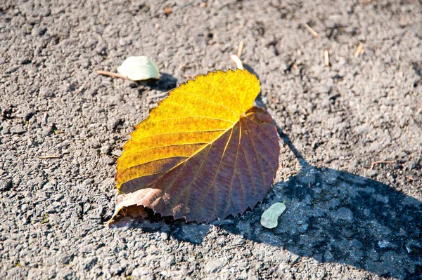 地面の冬の葉 — ストック写真