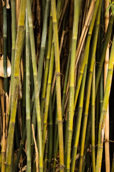 Detalles Los Troncos Bambú —  Fotos de Stock