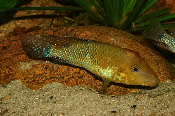 Redhead Cichlid Geophagus Steindachneri Male — Stock Photo, Image