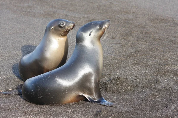 Zeeleeuwen Familie Het Strand Van Galapagos Eilanden — Stockfoto