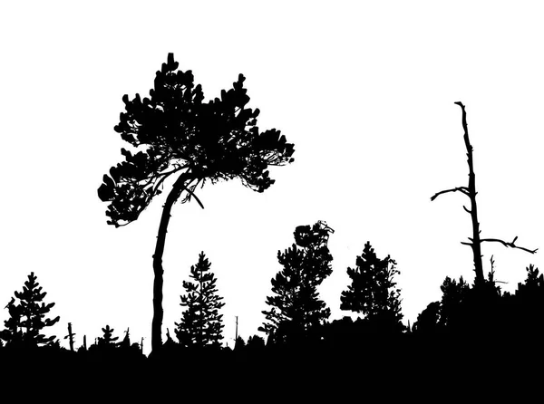 Silhouette Crooked Pine Wood — Stock Photo, Image