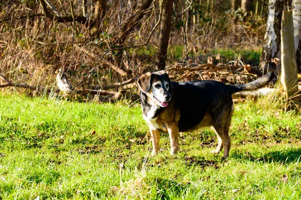 Щасливі Літні Собаки Виходять Гуляти Лісі Перетворюючись Щоб Зупинитися Чекати — стокове фото