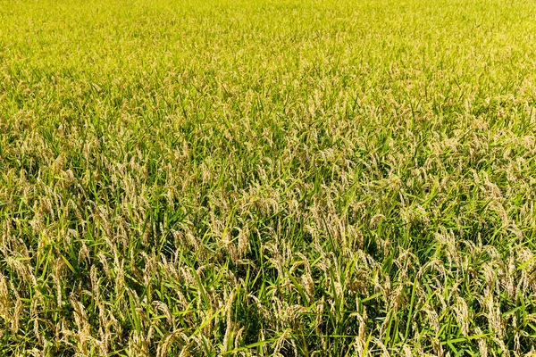 白天未成熟的稻田景观 — 图库照片