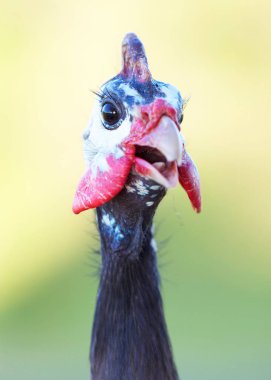 Guinea Fowl Closeup facing camera with natural background clipart