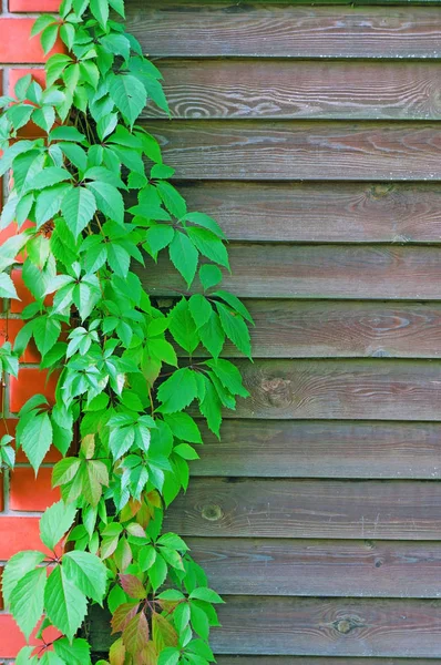 Σγουρά Parthenocissus Ιστορικό Του Ένα Ξύλινο Φράχτη Εξάγωνου — Φωτογραφία Αρχείου