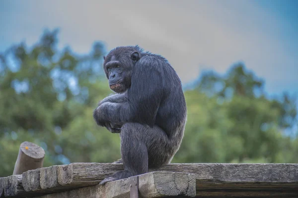 Banco de imagens : animais selvagens, mamífero, fauna, Primata, chimpanzé,  nariz, vertebrado, Macaco velho mundo, Grande macaco, Chimpanzé comum, Novo  mundo macaco 4683x3233 - - 1238636 - Imagens Gratuitas - PxHere