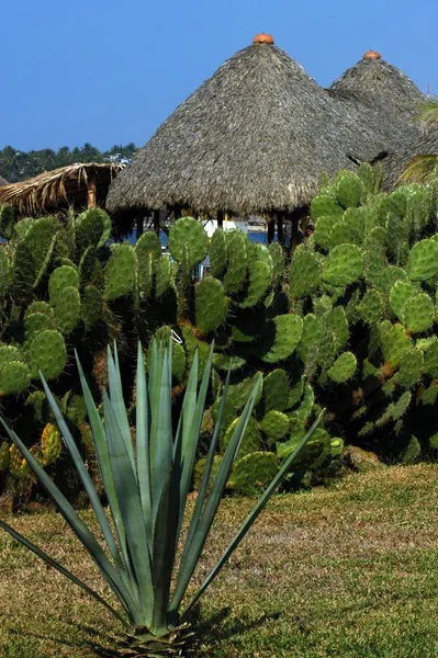 Strawy Pondok Dengan Kaktus Sekitar Puerto Escondido — Stok Foto