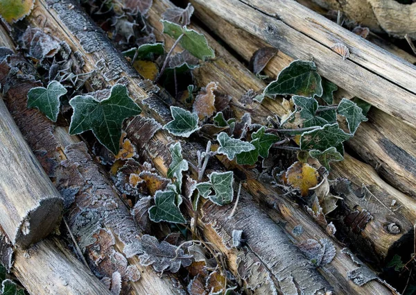 Frost Murgröna Och Stockar — Stockfoto