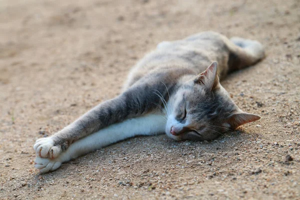 Gato Acostado Tan Feliz — Foto de Stock