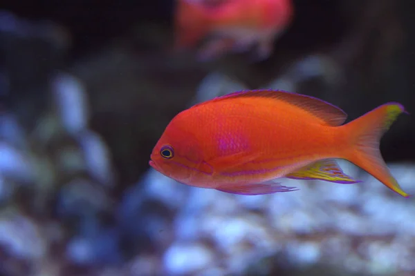 Ein Hübscher Tropischer Fisch Schwimmt Riff — Stockfoto
