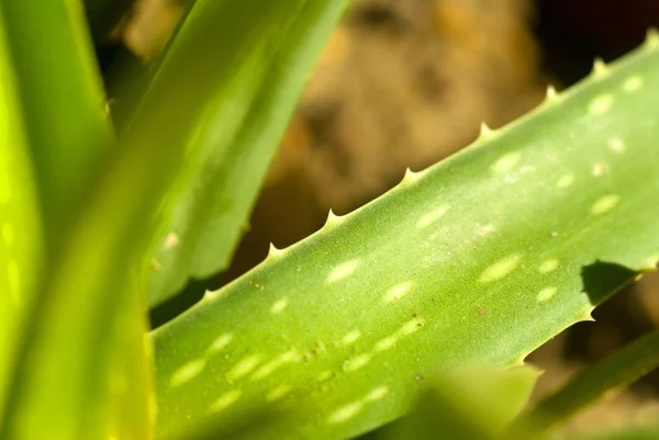 Planta Aloe Vera Verde Vivo Jarrón Cerca — Foto de Stock