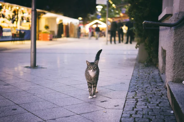 Gato Andando Cidade Noite — Fotografia de Stock