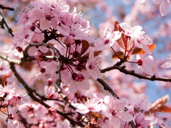 Закрыть Розовые Весенние Цветы — стоковое фото