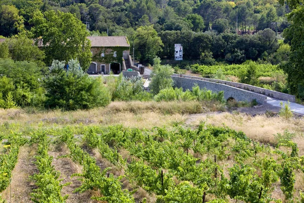 Vinhedo Portel Des Corbiere Languedoc Roussillon França — Fotografia de Stock