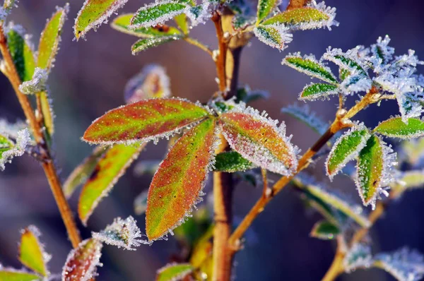 Folhas Geada Folhas Congeladas Manhã — Fotografia de Stock