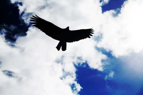 Foto Van Een Vliegenden Arend Infront Van Wonderfull Wolken — Stockfoto