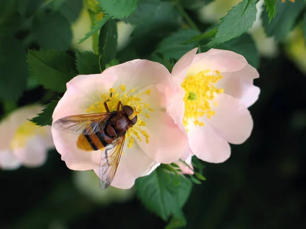 Honingbij Verzamelt Nectar Een Bloem Van Een Theeroos — Stockfoto