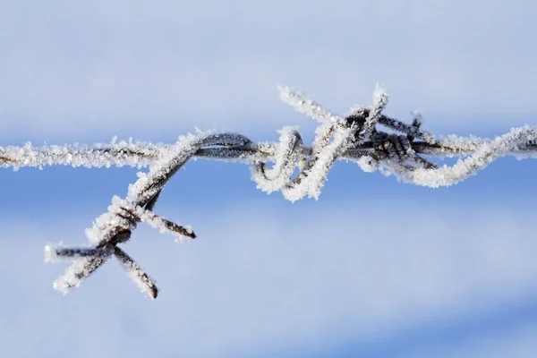 Alambre Púas Metálico Escarchado Invierno — Foto de Stock