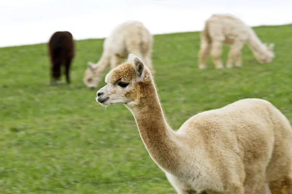 Selectieve Focus Single Alpaca Van Flock Grazen Een Heuvellocatie Landelijk — Stockfoto