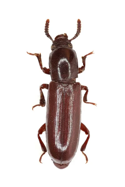 Darkling Beetle Corticeus Valkoisella Taustalla Corticeus Unicolor Piller Mitterpacher 1783 — kuvapankkivalokuva