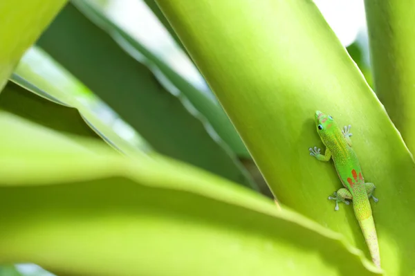 Goldstaub Tag Gecko Auf Anlage — Stockfoto