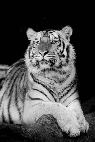 Прикройте Симпатичного Тигра — стоковое фото