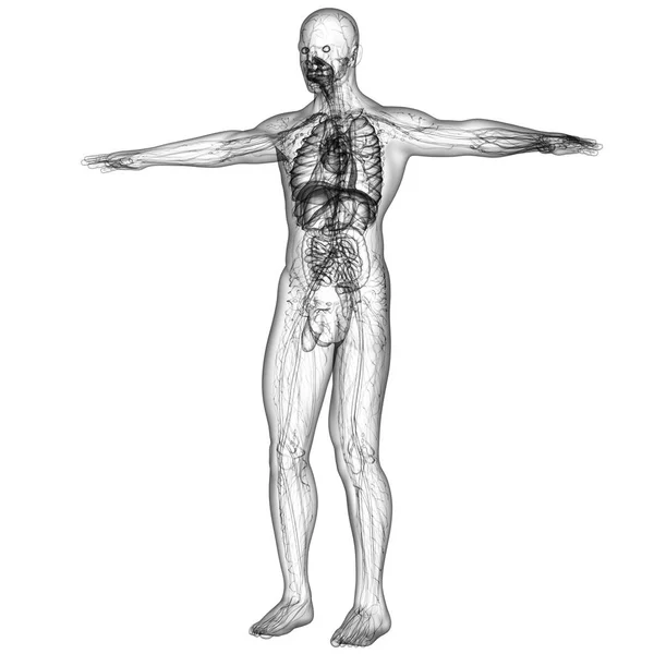 Render Orvosi Illusztrációja Emberi Anatómia Oldalnézet — Stock Fotó