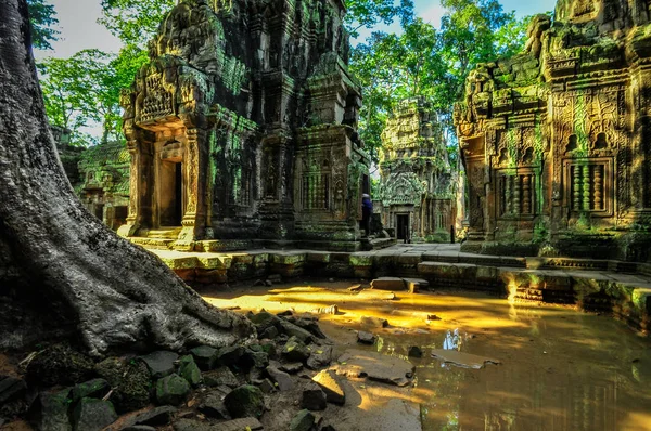 Stora Träd Som Täcker Prom Och Angkor Wat Templet Siem — Stockfoto