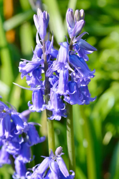 Close Bluebells — Fotografia de Stock