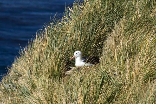 Fekete Browed Albatrosz Diomedea Melanophris Tussock Füvön Saunders Szigeten Falkland — Stock Fotó