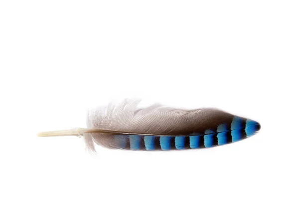 关闭一个 Jay 羽毛灰色和蓝色在白色背景 — 图库照片