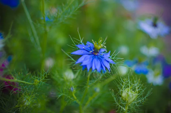 Nigella Sativa Naturaleza Flores Azules Blancas Enfoque Diferencial — Foto de Stock