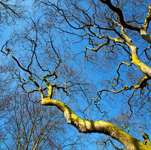 Parque Londres Cielo Primavera Viejo Árbol Muerto — Foto de Stock