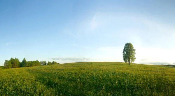 Einsame Birke Auf Einem Feld Landschaft Panorama — Stockfoto